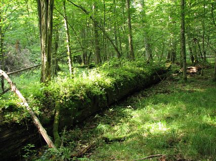 Puszcza Białowieska - typowy las świeży